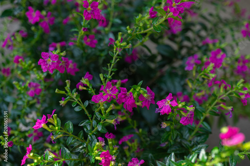 Beautiful pink cuphea in the garden