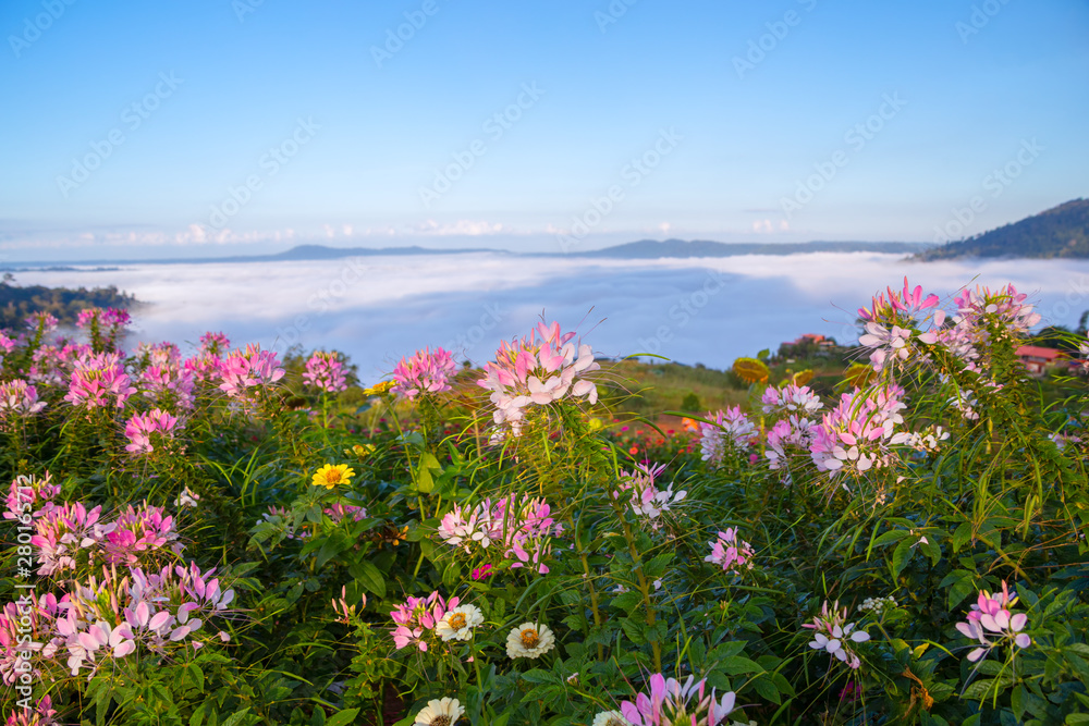 Obraz premium Beautiful flowers and mist at Khao Kho, Thailand