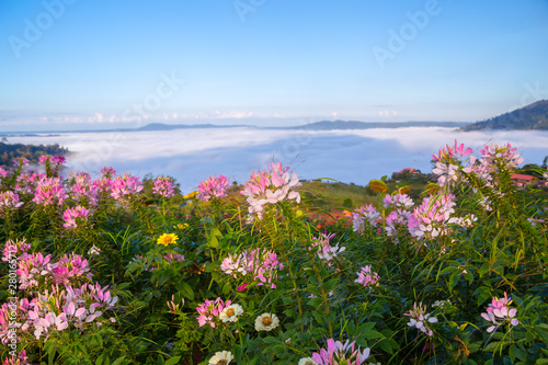 Beautiful flowers and mist at Khao Kho, Thailand © rbk365