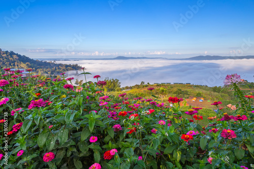 Beautiful flowers and mist at Khao Kho  Thailand