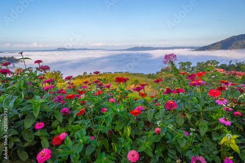 Beautiful flowers and mist at Khao Kho, Thailand