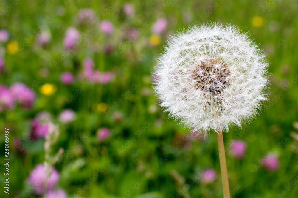 Fototapeta premium Taraxacum officinale