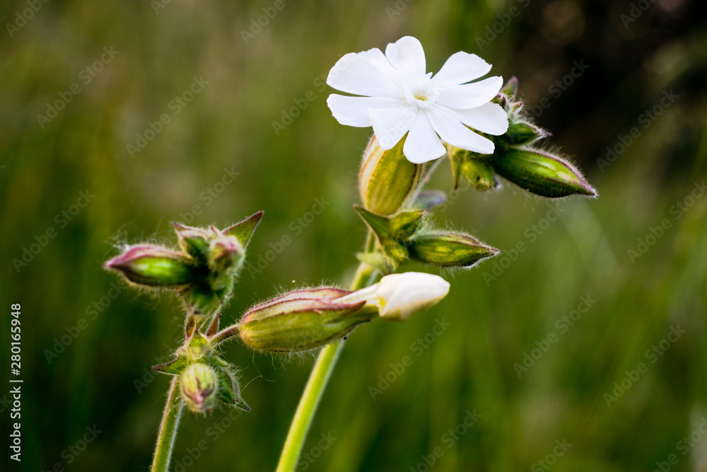 Silene latifolia