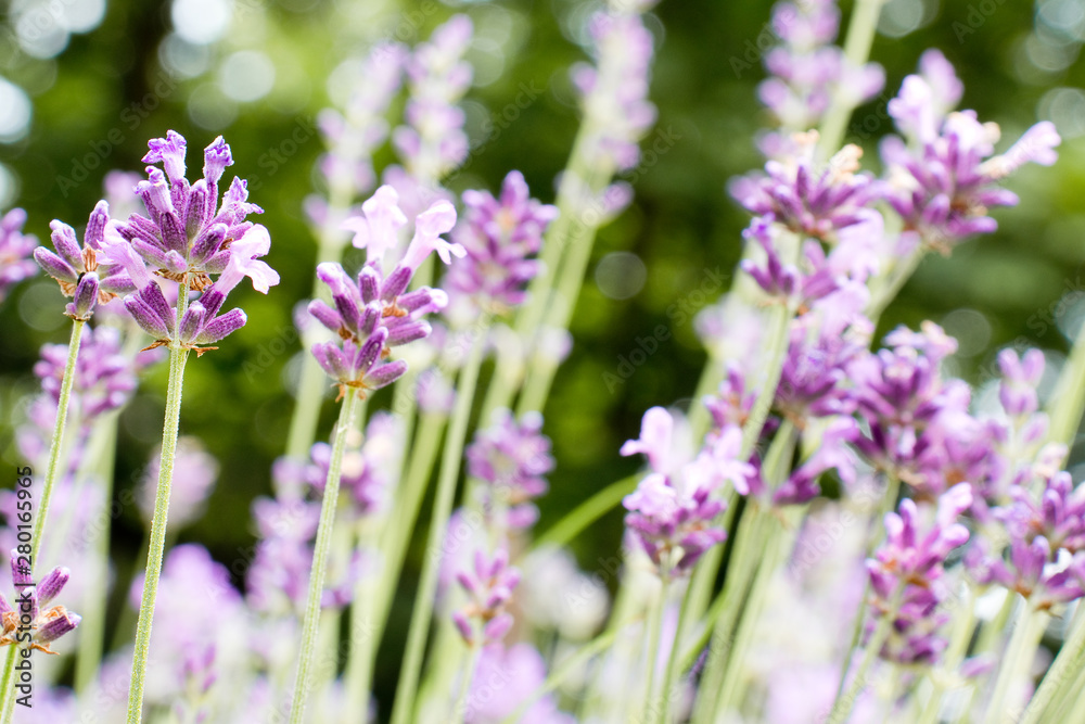 Lavandula angustifolia