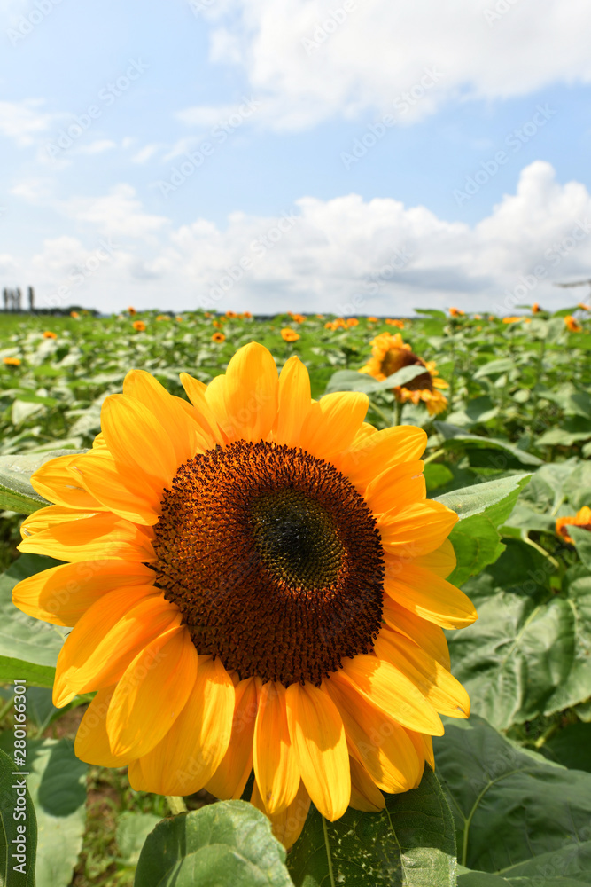 Obraz premium 向日葵の花