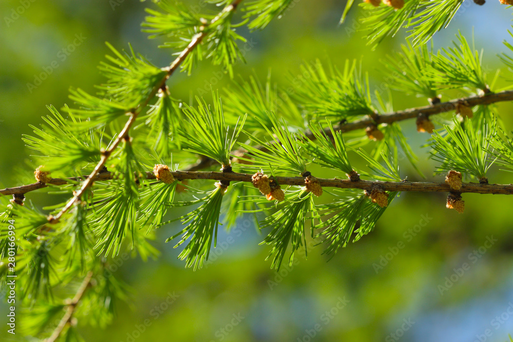 branch of a fir tree branch of a fir tree