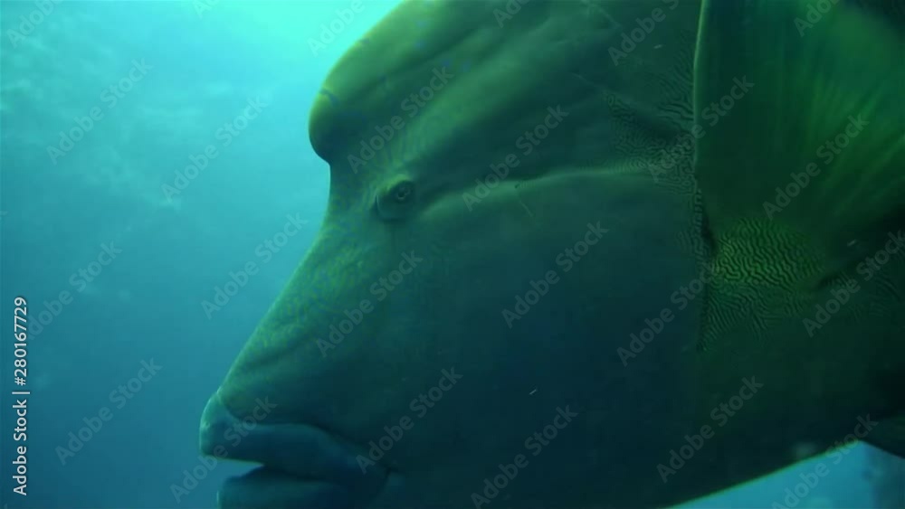 Napoleonfish, Humphead Wrasse Or Napoleon Wrasse Feeding & Eating Close Up In Blue Ocean.This Big Fish Is Also Named Giant Humphead Wrasse, Humphead Giant Maori Wrasse & Maori Wrasse Napoleonfish, Humphead Wrasse Or Napoleon Wrasse Feeding & Eating Close Up In Blue Ocean.This Big Fish Is Also Named Giant Humphead Wrasse, Humphead Giant Maori Wrasse & Maori Wrasse