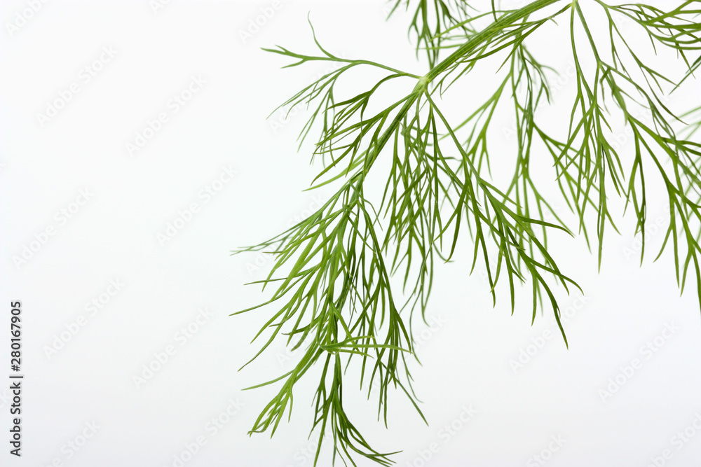 dill branch isolated on white background