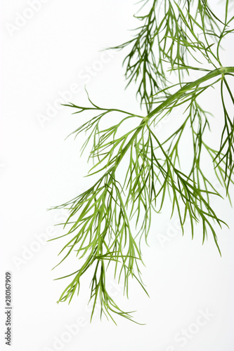 branch of dill isolated on white background