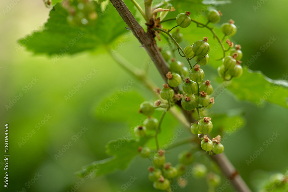 Currant Growing Currant Growing