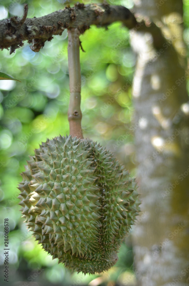 Durian fruit hanging on the tree over blurred green garden background. Durian fruit hanging on the tree over blurred green garden background.