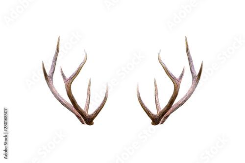 Fotografering Beautiful male antler isolated on white background