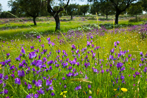 Flores de Viborera, Dehesa en primavera, Extremadura, España photo