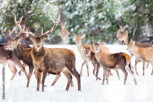 Artistic winter christmas nature image. Winter wildlife landscape with noble deers Cervus Elaphus. Many deers in winter. Deer with large Horns with snow on the foreground. photo