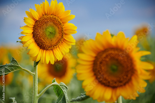 Sunflower field - beautiful summer landscape © soleg