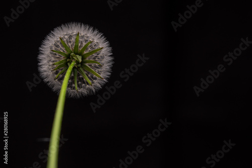 Dandelion Macro Photo