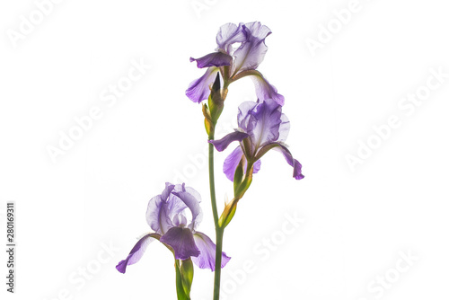 Fototapeta Naklejka Na Ścianę i Meble -  Purple Iris Flower on White Background