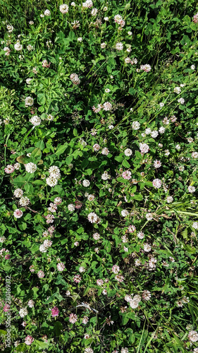 Many flowers of clover in a forest glade on a sunny summer day