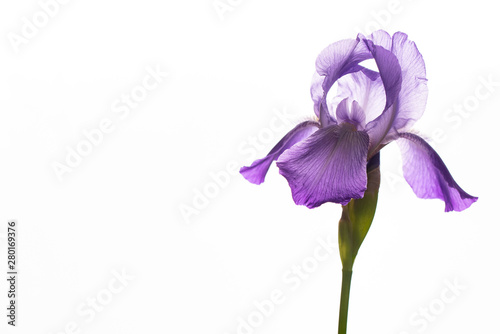 Purple Iris Flower on White Background