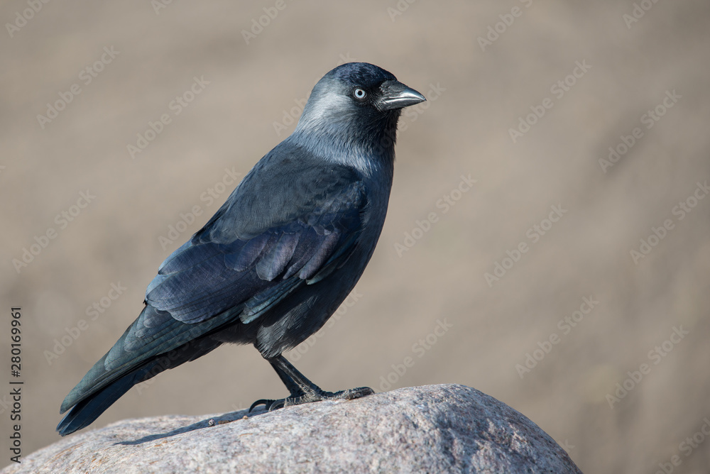 Western Jackdaw, Coloeus monedula Western Jackdaw, Coloeus monedula