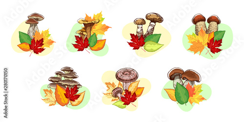Collection of hand drawn edible mushrooms with autumn leaves isolated on white background. Vector illustration