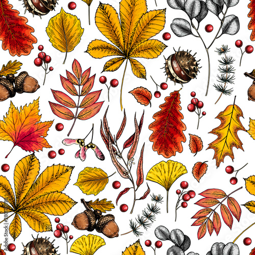 Hand drawn autumn leaf. Vector seamless pattern of tree leaves. Fall forest folliage. Maple, oak, chestnut, birch, acorn, ginkgo biloba, eucalyptus, willow, guelder rose, pine. Autumn in woods.