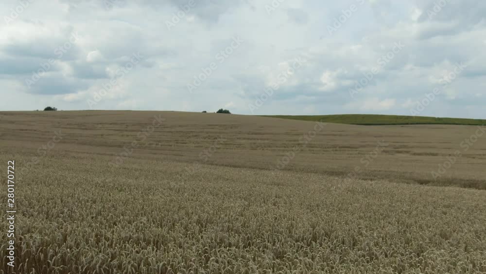 Aerial view. Flight above the ripe golden wheat. Flight forward and up. Aerial view. Flight above the ripe golden wheat. Flight forward and up.