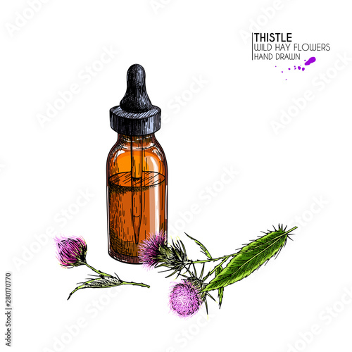 Hand drawn set of essential oils. Vector milk thistle flower. Medicinal herb with glass dropper bottle. Engraved coloredart. Cosmetics, medicine, treating, aromatherapy, package design healthcare.