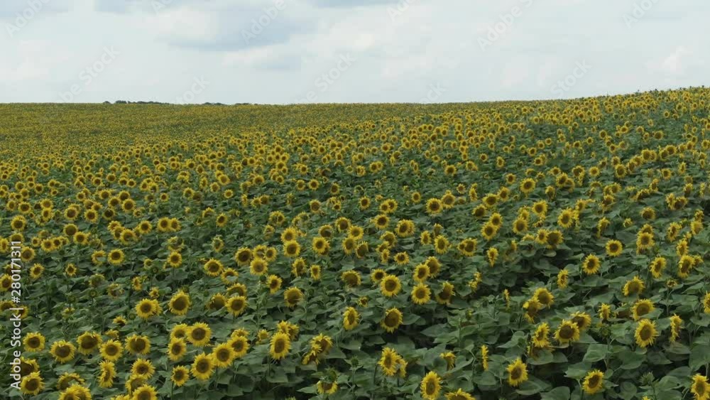 Sunflowers in the Field. Beautiful fields with sunflowers in the summer. Sunflowers in the Field. Beautiful fields with sunflowers in the summer.