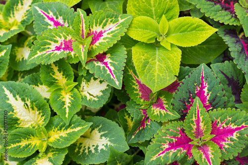background of brightly colored leaves on the flower bed