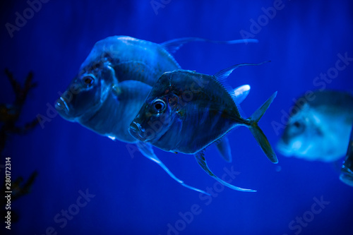 Selene fish Atlantic moonfish swarm in blue water ocean aquarium nature 