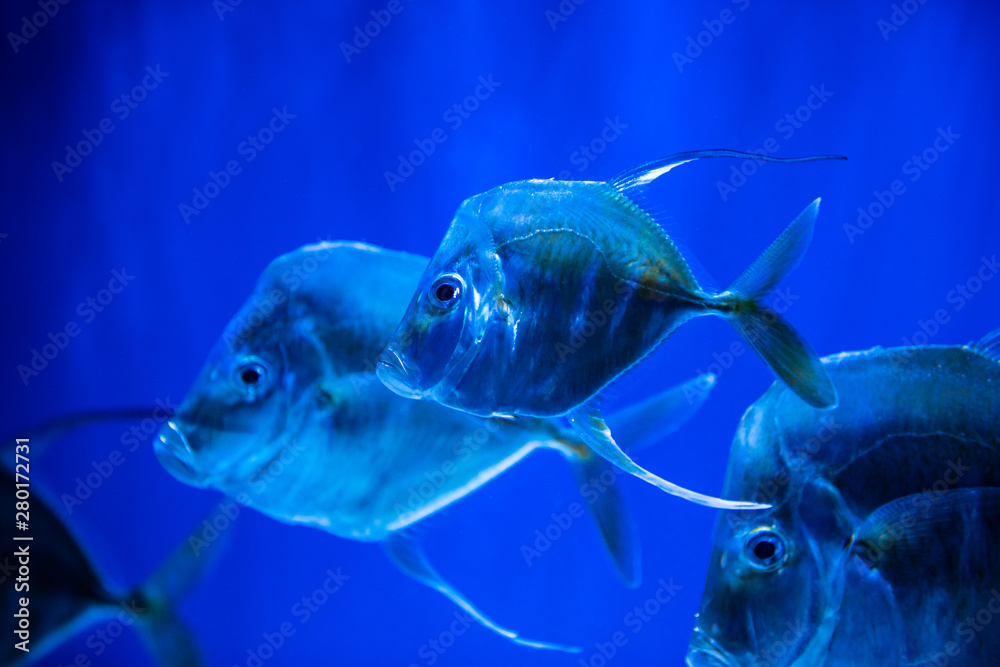 Selene fish Atlantic moonfish swarm in blue water ocean aquarium nature Selene fish Atlantic moonfish swarm in blue water ocean aquarium nature