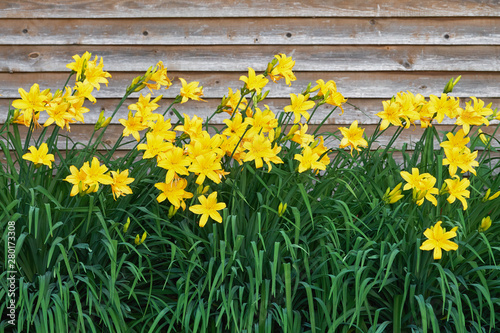 Background with blossoming yellow daylilies growing in front of wooden wall