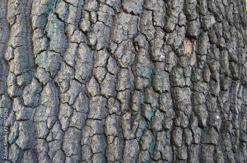 bark of a tree