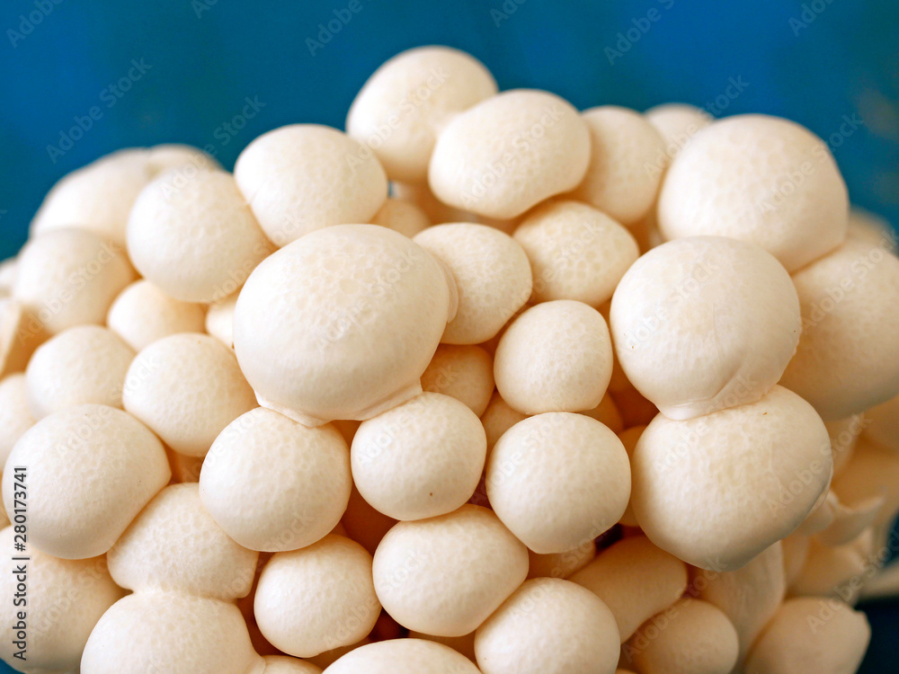 Chinese mushrooms. Shimeji. Lyophyllum shimeji. Chinese mushrooms. Shimeji. Lyophyllum shimeji.