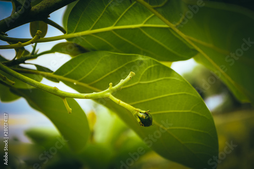 Young small avocado sprout on the brunch, close up. Avocado tree growth, Mediterranean agriculture, macro view.