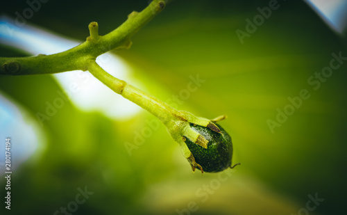 Young small avocado sprout on the brunch, close up. Avocado tree growth, Mediterranean agriculture, macro view.