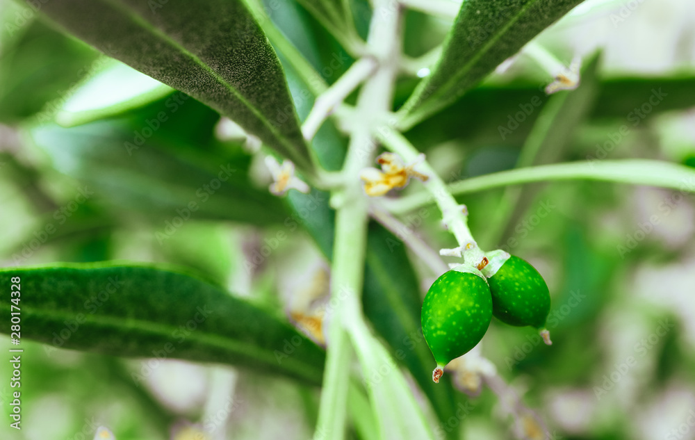 Young small green olives sprout on the brunch, close up. Olive tree garden, Mediterranean agriculture, macro view.