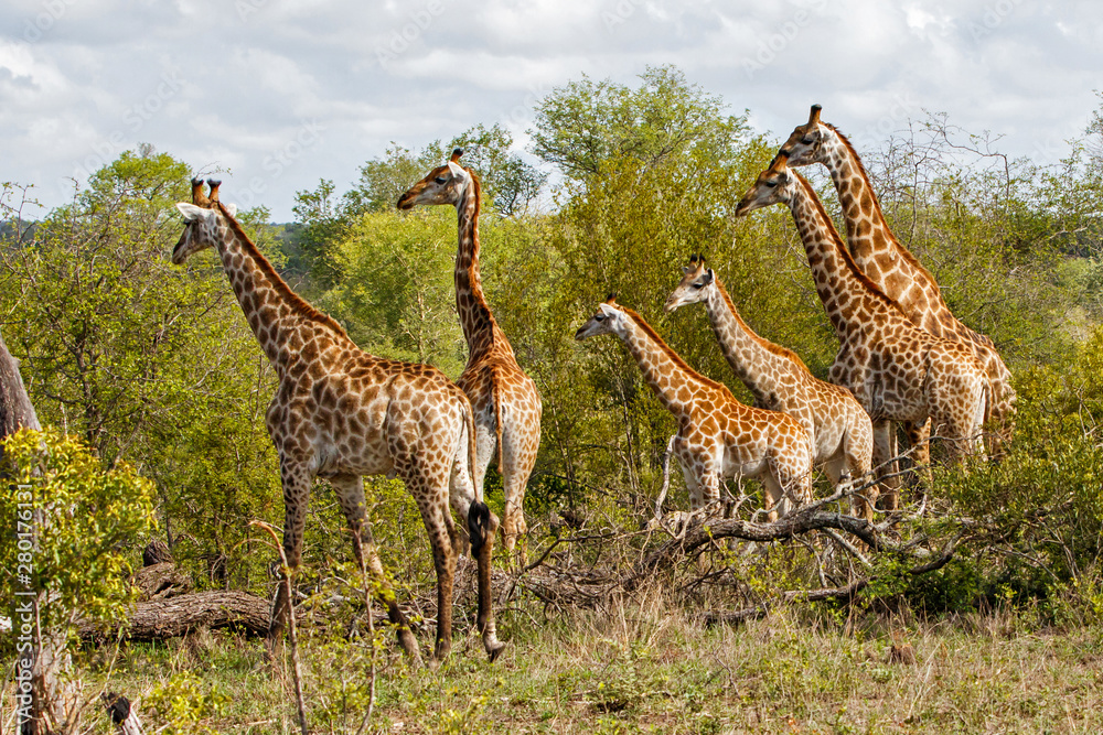 Obraz premium Tower of Giraffe in the Sabi Sands Game Reserve in the Greater Kruger Region in South Africa
