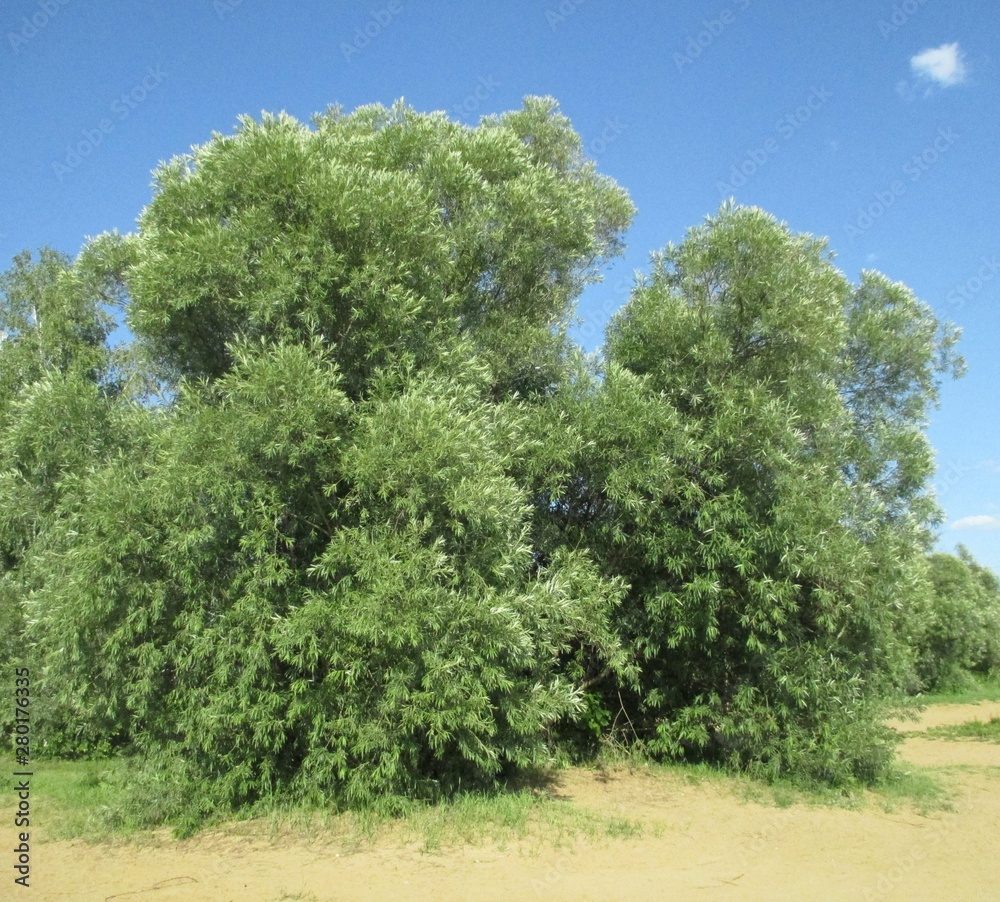 Coastal willow