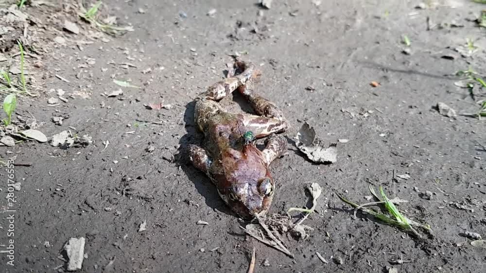 Flies fly over the corpse of a downed frog. The death of the animal in the woods Flies fly over the corpse of a downed frog. The death of the animal in the woods