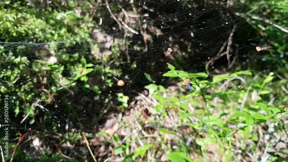 A little cobweb in the woods. It hangs the seeds of plants and leaves of trees A little cobweb in the woods. It hangs the seeds of plants and leaves of trees