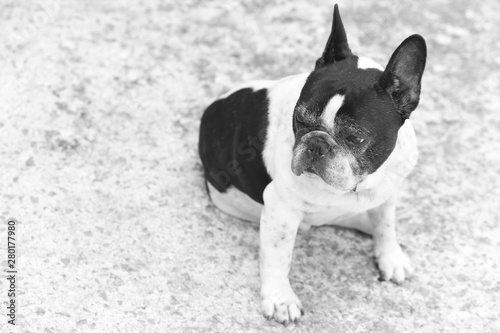 Fototapeta Naklejka Na Ścianę i Meble -  black and white French bulldog