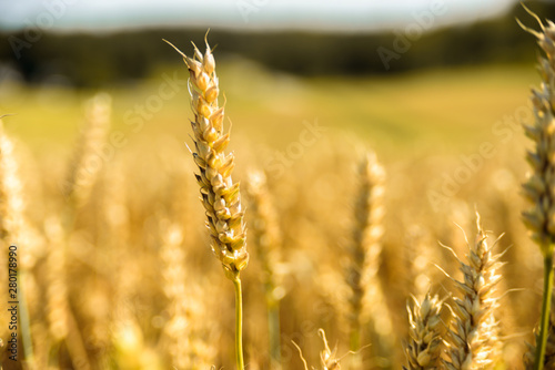 Wheat ears at golden field