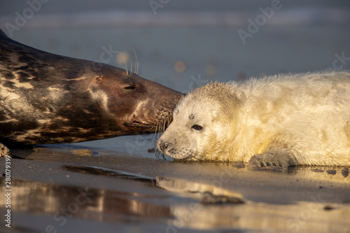 Ein Kegelrobben Weibchen begrüßt ihr Junges am Strand der Düne von Helgoland photo