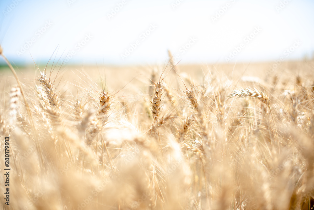 Fototapeta premium Wheat field on a summer day