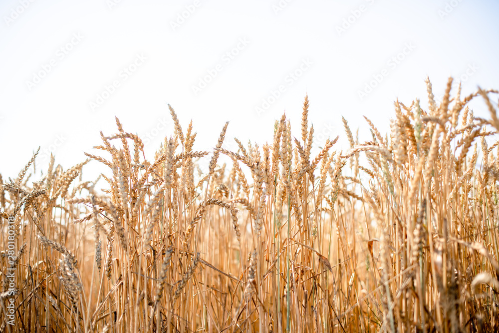 Fototapeta premium Wheat field on a summer day