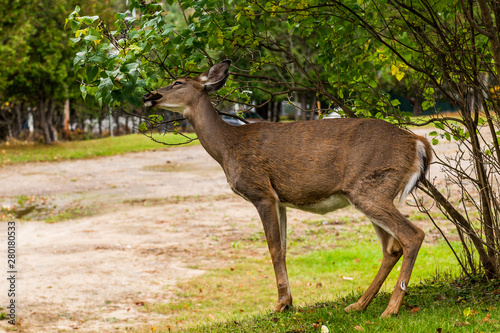 deer in the forest