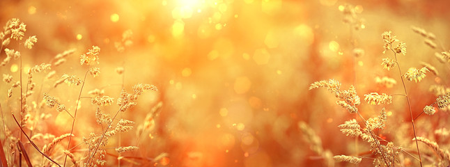 Beautiful golden field meadow grass, in sunset rays, nature summer landscape, close up macro. gentle pastoral rural artistic image. summer autumn season. banner Wide format, copy space. soft focus