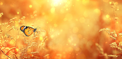 Beautiful butterfly on golden field meadow grass, natural rustic landscape. pastoral artistic image. Indian summer or autumn season. copy space